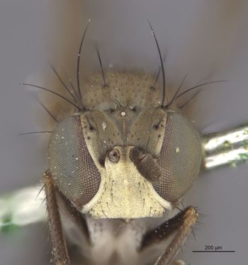 Media type: image;   Entomology 11129 Aspect: head frontal view